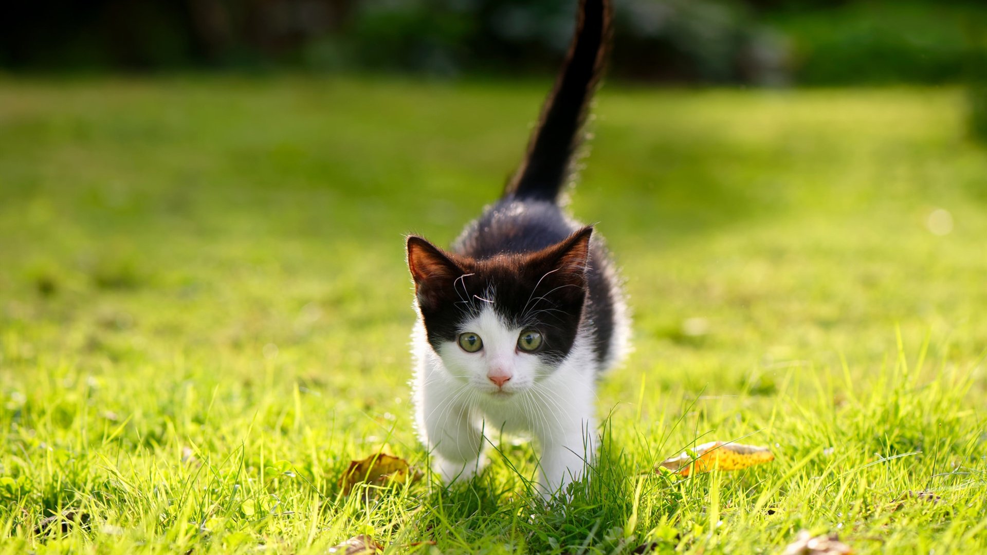 “变革战术:联盟中的新潮打法解析”