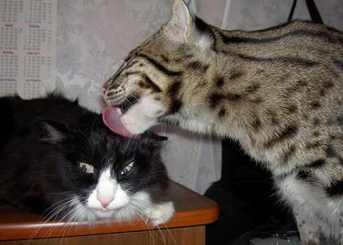 “生死瞬间：赛场上的救援与奇迹”，生死瞬间视频