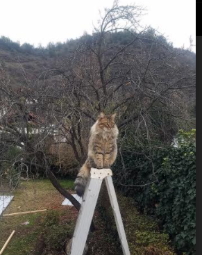 “西甲豪门对决：一触即发，谁能笑到最后？”，西甲豪门有哪些